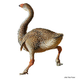 Image for article titled Ancient painting of the giant bird that roamed Australia 40,000 years ago